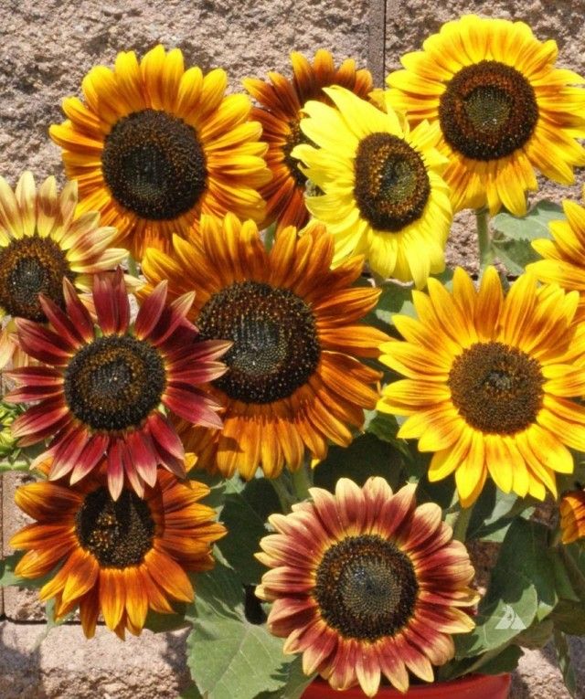 Суцвіття декоративного соняшнику