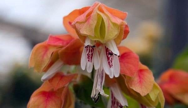 Белопероне квітка. Опис, особливості, види і догляд за белопероне