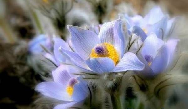 Едельвейс-квітка-Опис-особливості-види-і-догляд-за-едельвейсом-9