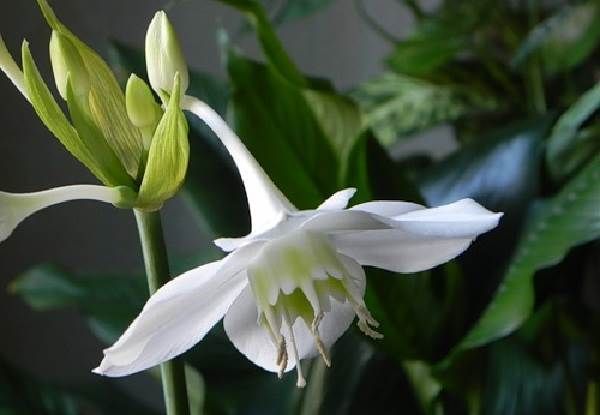 Еухаріс-квітка-Опис-особливості-види-і-догляд-за-еухаріса-7