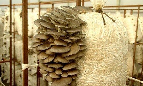 Гливи-гриби-Вирощування-глив-Догляд-за-вешенками-1
