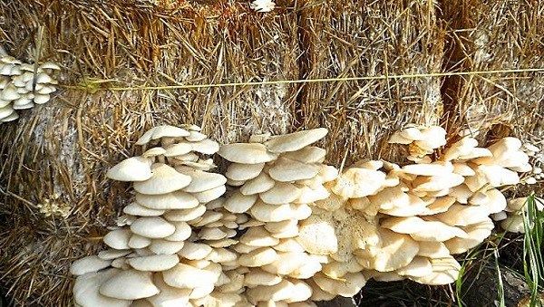 Гливи-гриби-Вирощування-глив-Догляд-за-вешенками-14