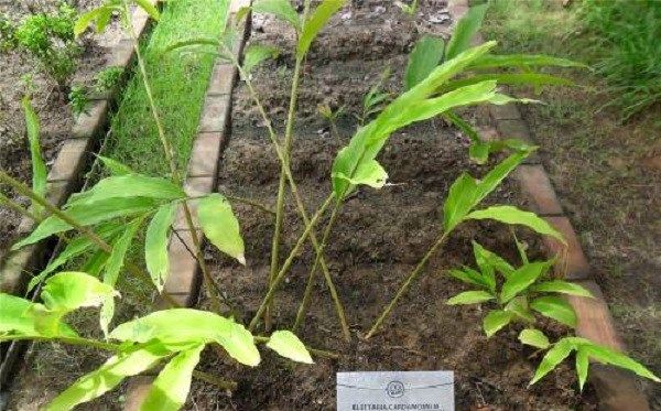 Кардамон-рослина-Опис-властивості-вирощування-і-застосування-кардамону-14