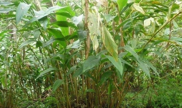 Кардамон-рослина-Опис-властивості-вирощування-і-застосування-кардамону-13