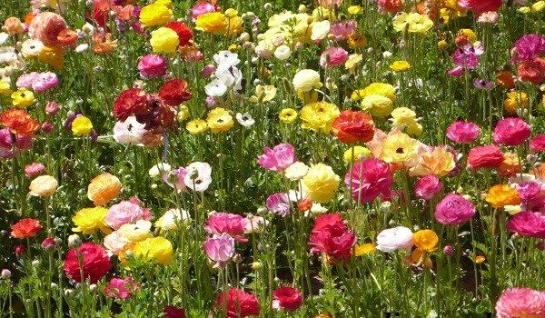 Квітка-жовтець-садовий-Опис-особливості-види-і-догляд-за-садовим-жовтцем-4