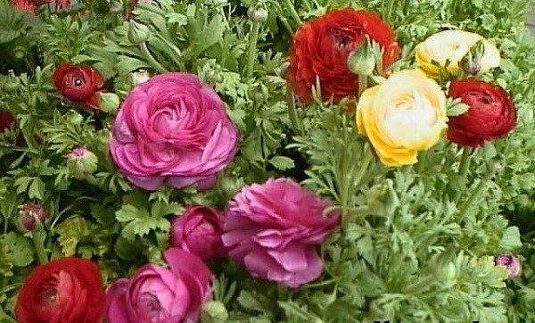 Квітка-жовтець-садовий-Опис-особливості-види-і-догляд-за-садовим-жовтцем-5