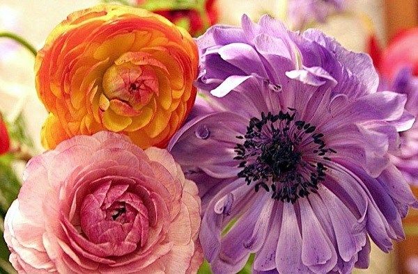 Квітка-жовтець-садовий-Опис-особливості-види-і-догляд-за-садовим-жовтцем-10