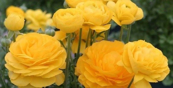 Квітка-жовтець-садовий-Опис-особливості-види-і-догляд-за-садовим-жовтцем-1