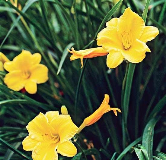 Лилейник-квітка-Вирощування-лилейника-Догляд-за-лілійників-7
