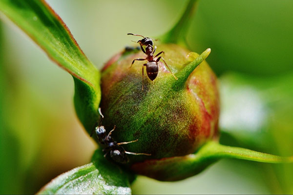 мурахи на квітці