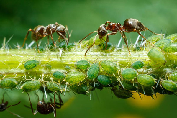 мурахи поїдають тлю