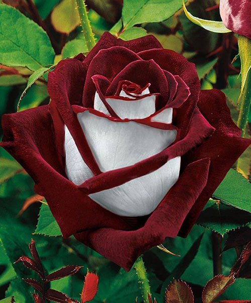 чудова троянда