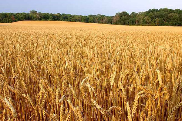поле озимої пшениці