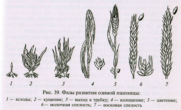 фази розвитку озимої пшениці