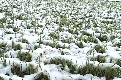 посіви озимої пшениці під снігом