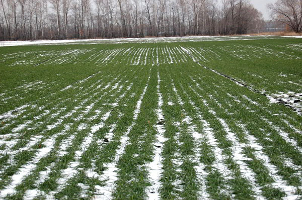 поле озимої пшениці в зимовий період