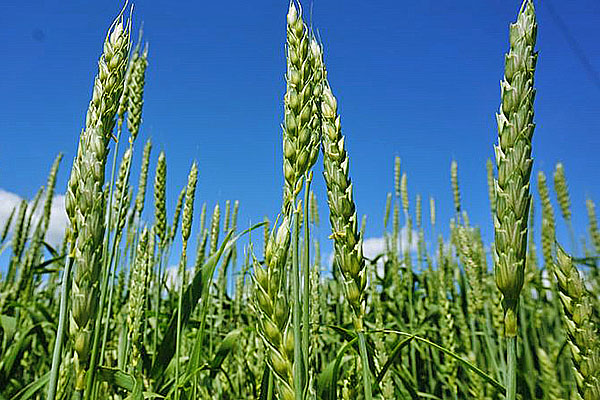 пшениця після обробки проти хвороб і шкідників