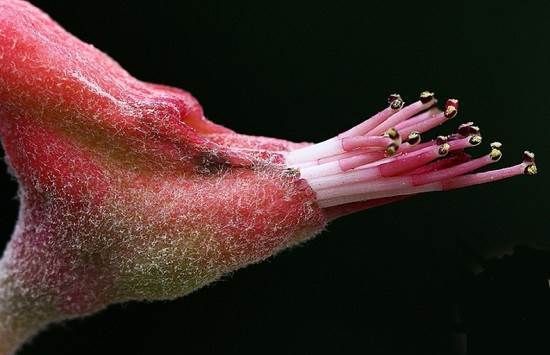 Педілантус-квітка-Опис-особливості-види-і-догляд-за-Педілантус-5