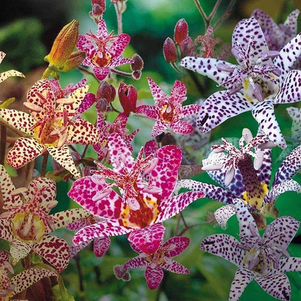 садові орхідея тріціртіс