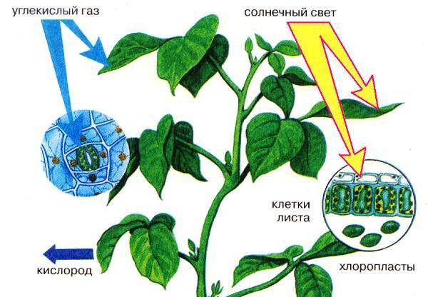 Що-таке-фотосинтез-Опис-особливості-фази-і-значення-фотосинтезу-8