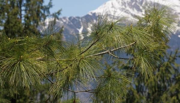 Сосна-гімалайська-дерево-Опис-особливості-види-посадка-і-догляд-1