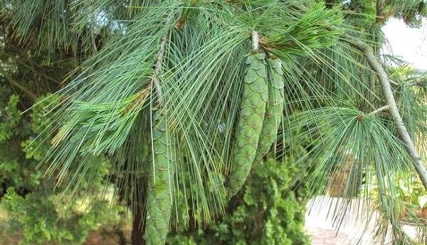 Сосна-гімалайська-дерево-Опис-особливості-види-посадка-і-догляд-2