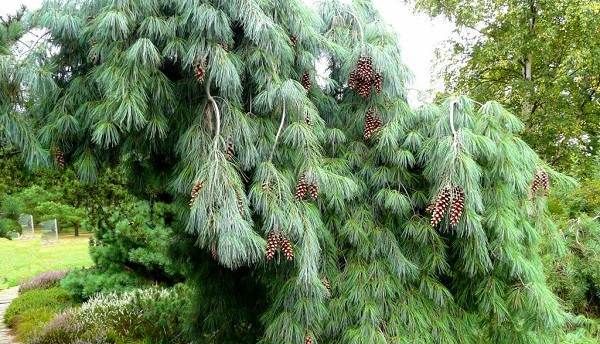 Сосна-гімалайська-дерево-Опис-особливості-види-посадка-і-догляд-10