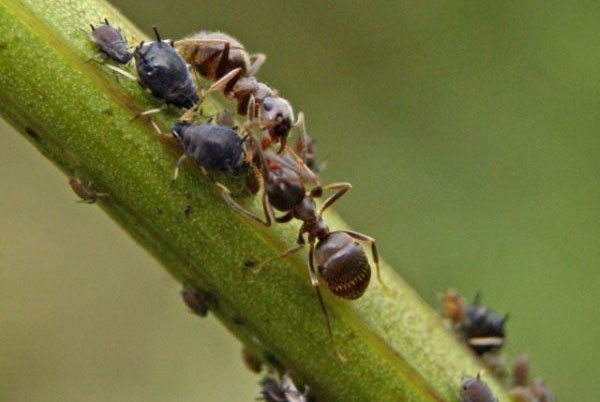мурахи поїдають шкідників