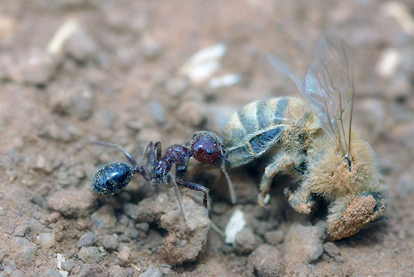мурахи - загроза бджолам