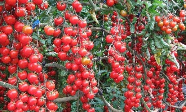 Томати черрі. Опис, особливості, вирощування і сорту томатів черрі-28