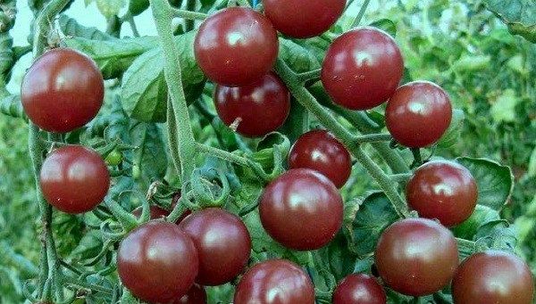 Томати черрі. Опис, особливості, вирощування і сорту томатів черрі-1