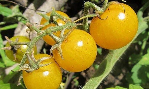 Томати черрі. Опис, особливості, вирощування і сорту томатів черрі-7