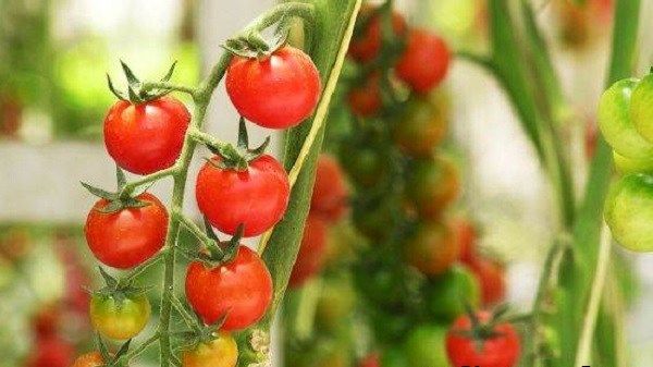 Томати черрі. Опис, особливості, вирощування і сорту томатів черрі-5