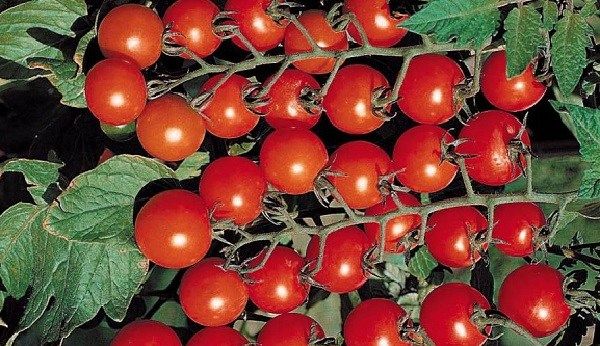 Томати черрі. Опис, особливості, вирощування і сорту томатів черрі-14