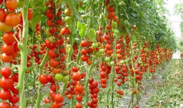 Томати черрі. Опис, особливості, вирощування і сорту томатів черрі-15