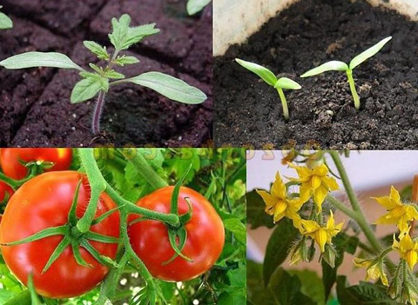 вегетативний період у помідор