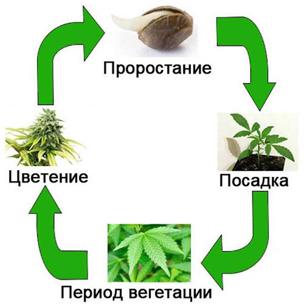 період вегетації рослин