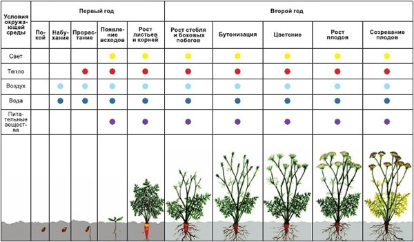 особливості розвитку рослин