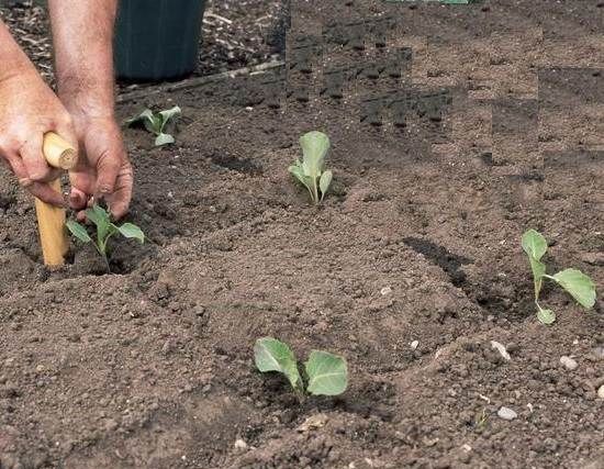 Вирощування-капусти-Як-й-коли-садити-капусту-Догляд-за-капустою-9