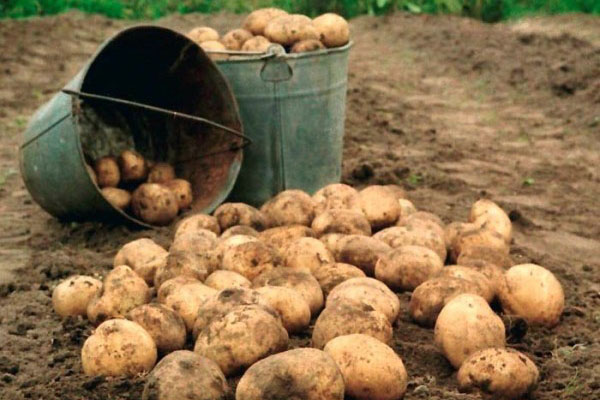 захист картоплі від дротяників