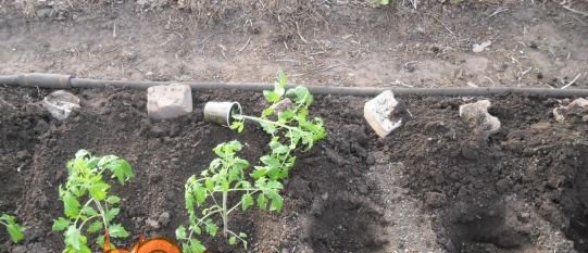 Коли садити томати у відкритий грунт