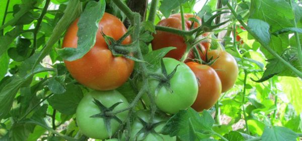 Кращі засолювальні томати