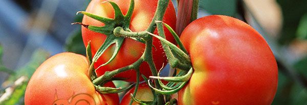 Найкращі сорти томатів для Підмосков'я