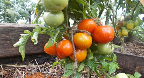 ультраскоростиглий томати