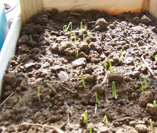 Як правильно посадити цибулю на розсаду, щоб виростити за один сезон