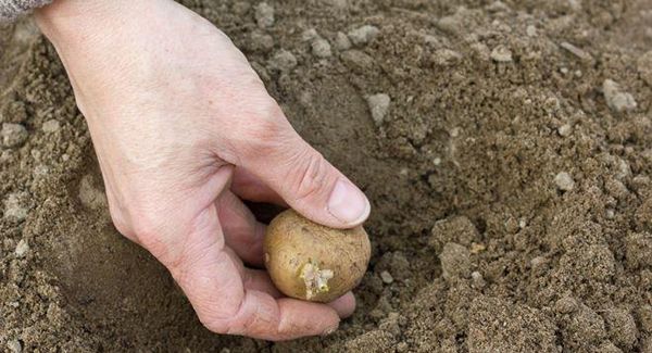 Чи можна садити картоплю після картоплі