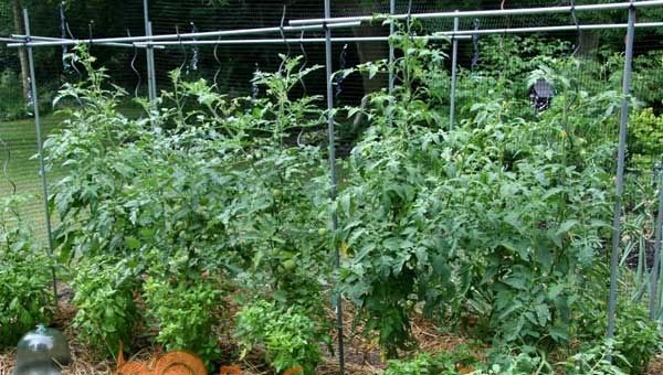 Яка грунт і умови для вирощування потрібні помідорів?