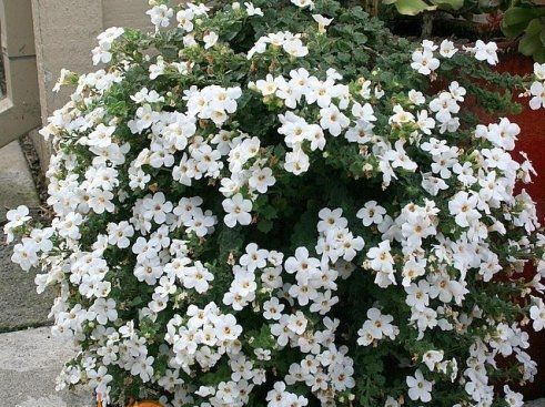 Bacopa'Snowstorm Giant Snowflake