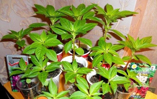 Вирощування бальзаміну з насіння в домашніх умовах