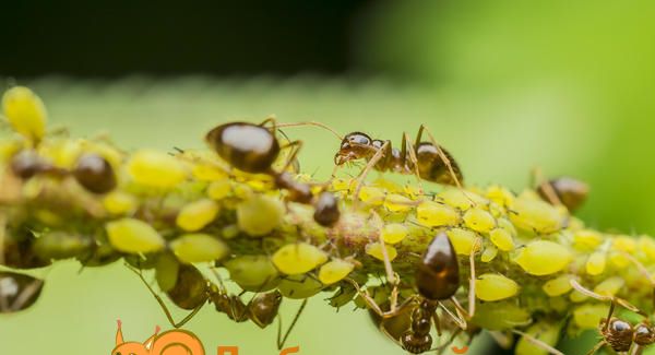 Попелиця і мурахи